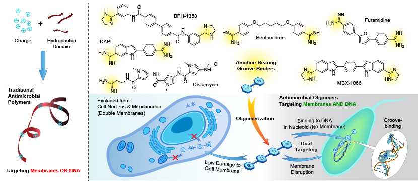 inh_ampolymer01